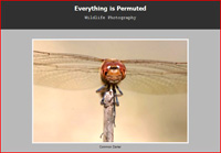 Paul Cecil - Everything is Permuted Photograpy. Click to enter