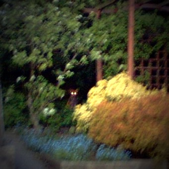 fox at dusk
