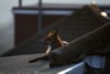 fox_0104077772.jpg