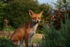 fox_0405071701.jpg