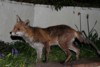 fox_dog_0704078329.jpg