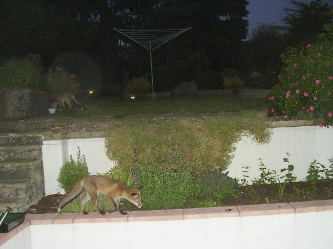 four foxes