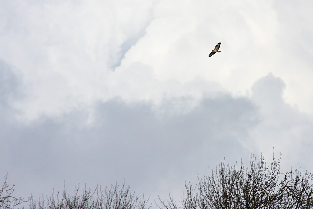 buzzard_0502102719.jpg