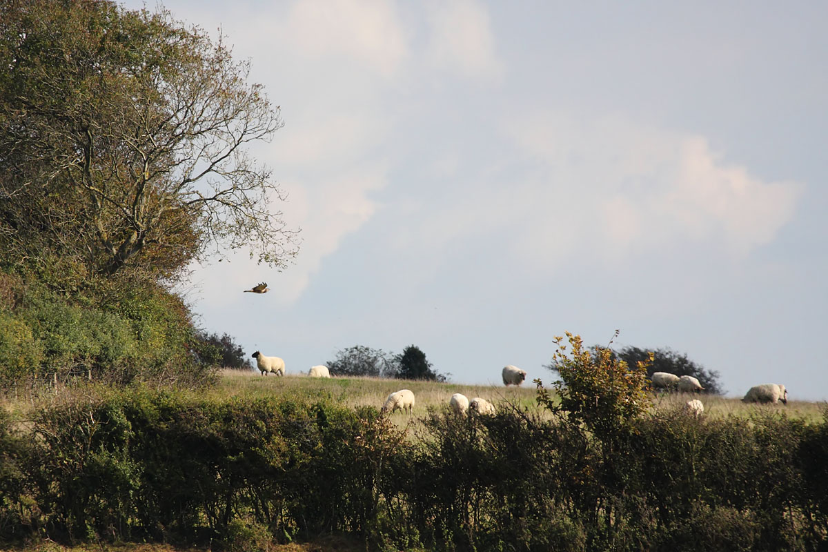 buzzard_1510097111.jpg