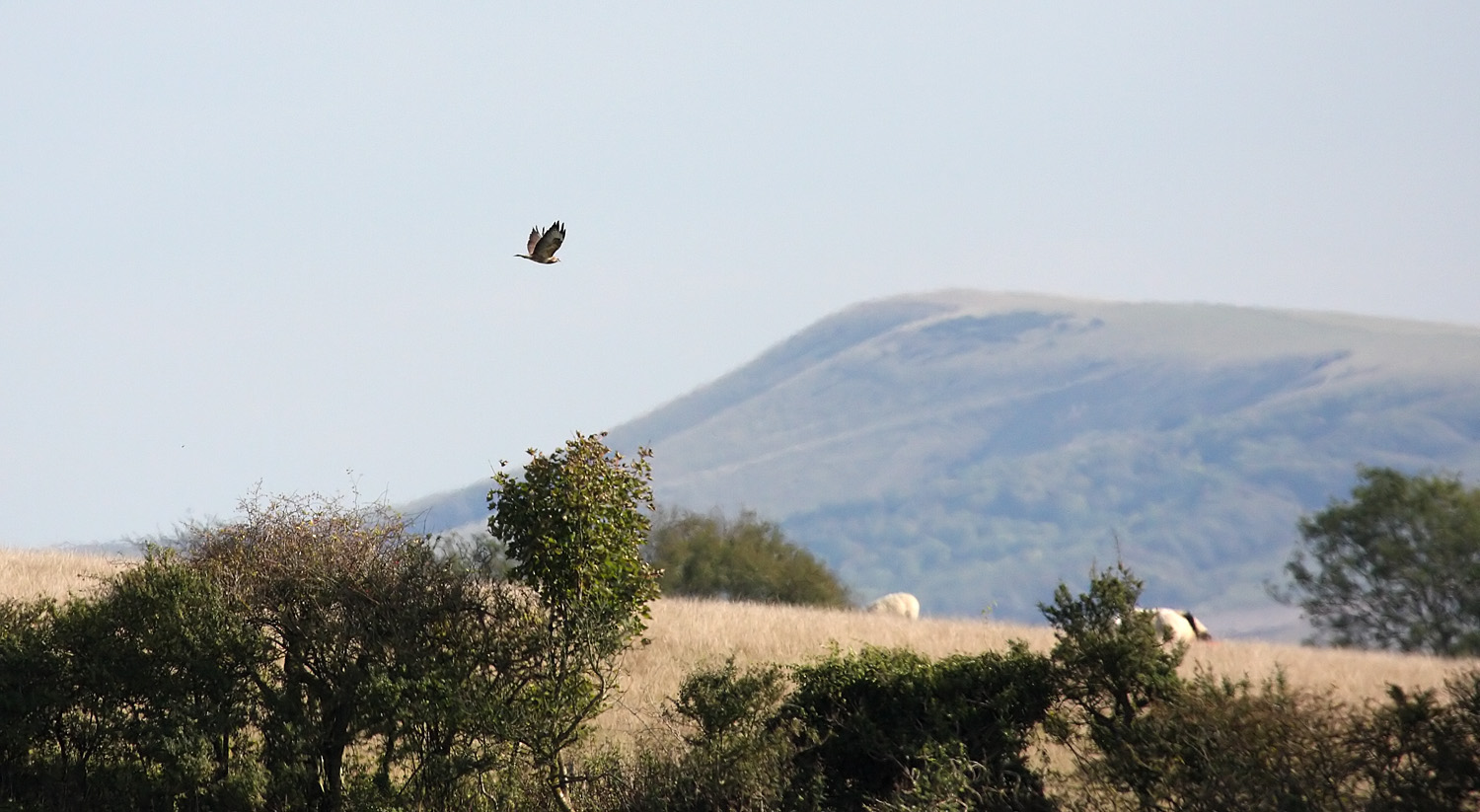 buzzard_1510097116.jpg