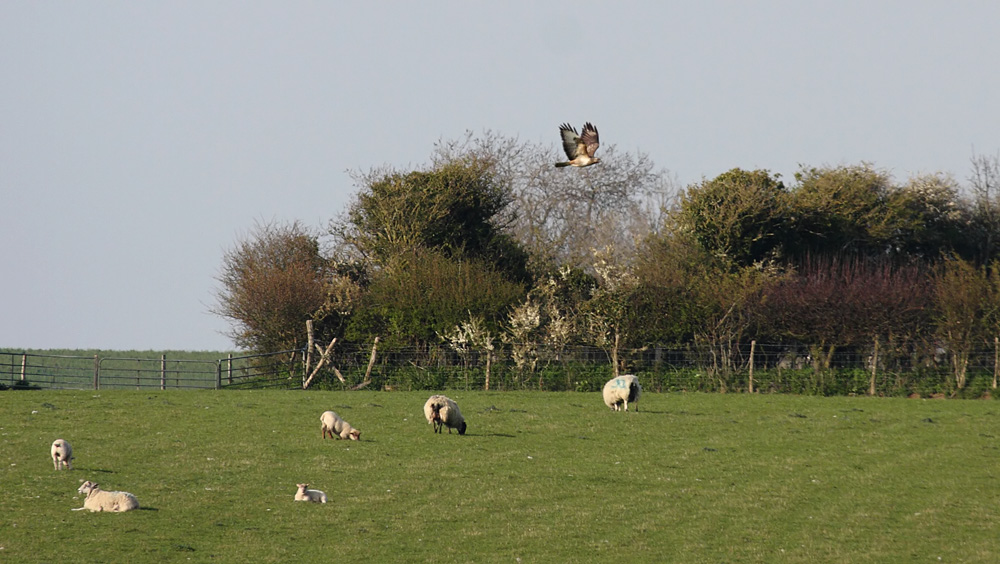 buzzard_1904104373.jpg