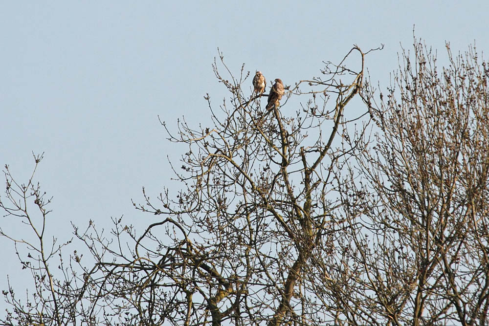 buzzard_2004104746.jpg
