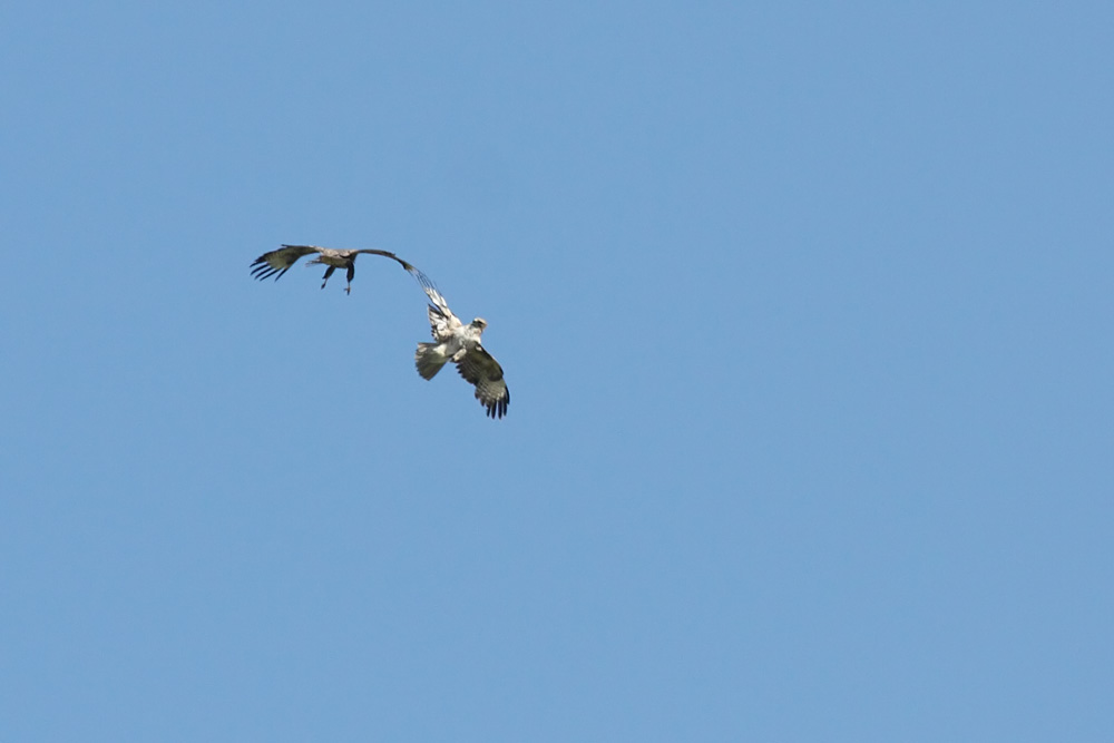 buzzard_2204105400.jpg