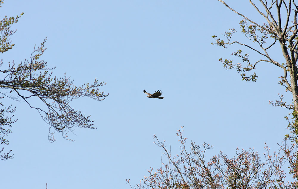 buzzard_2404106138.jpg