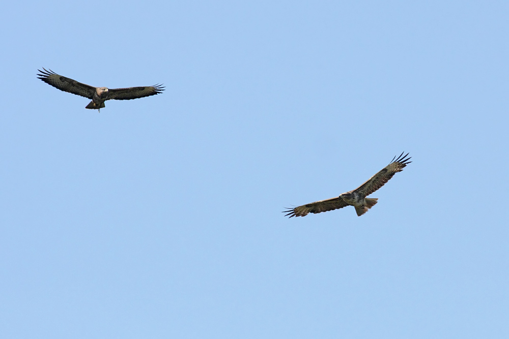 buzzard_2404106144.jpg