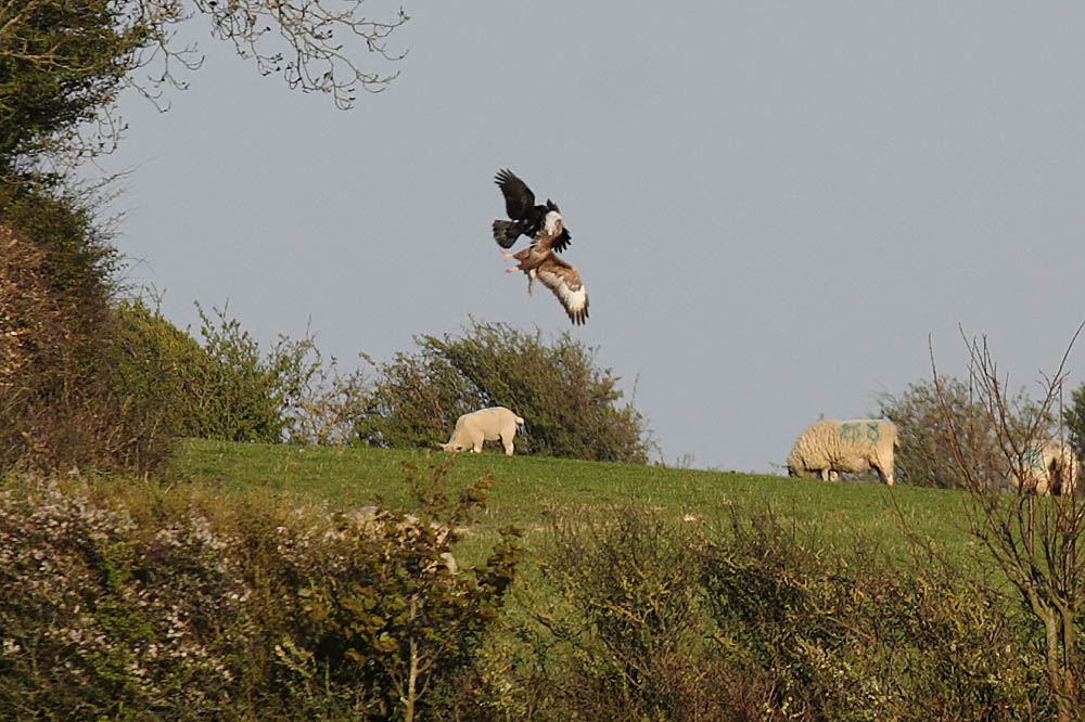 buzzard_crop_2004104618.jpg