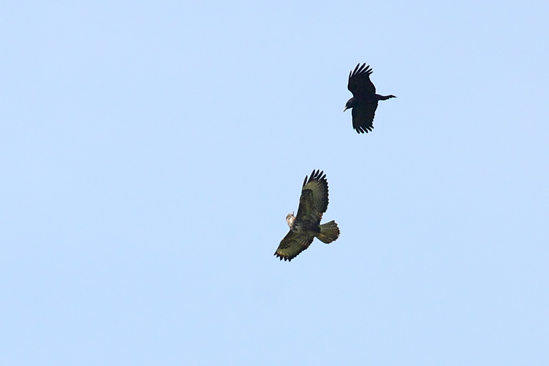 buzzard_crow_2404105820.jpg
