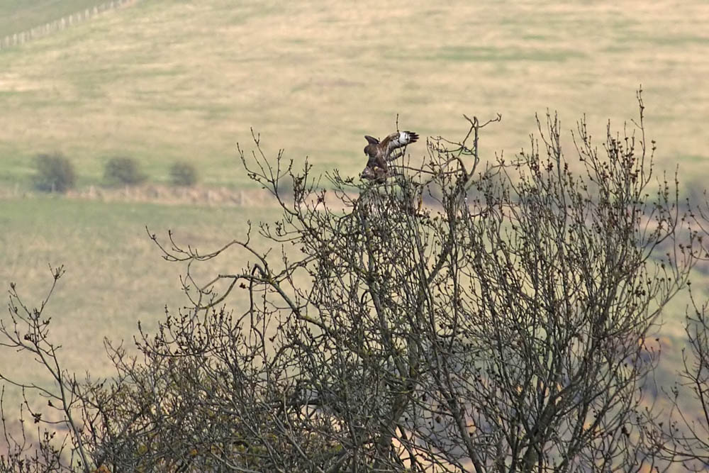 buzzard_mating_2004104679.jpg