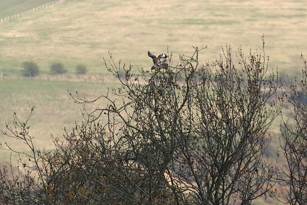 buzzard_mating_2004104695.jpg