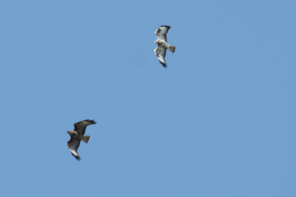 buzzards_1704103485.jpg