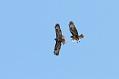 buzzard_0103105837