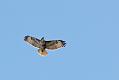 buzzard_0103105875