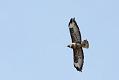 buzzard_0309090463