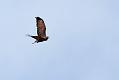 buzzard_0309090470