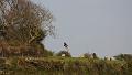 buzzard_2004104618