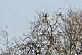 buzzard_2004104746