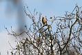 buzzard_2004104764