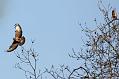 buzzard_2004104770