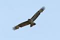 buzzard_2104105045