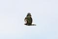 buzzard_2104105081