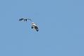 buzzard_2204105400
