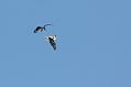 buzzard_2204105401