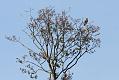 buzzard_2404106107