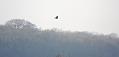 buzzard_2601101528