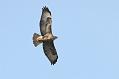 buzzard_2601101610