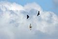buzzard_crows_2904091787
