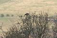 buzzard_mating_2004104689
