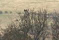 buzzard_mating_2004104690