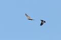 buzzard_rook_2404106081