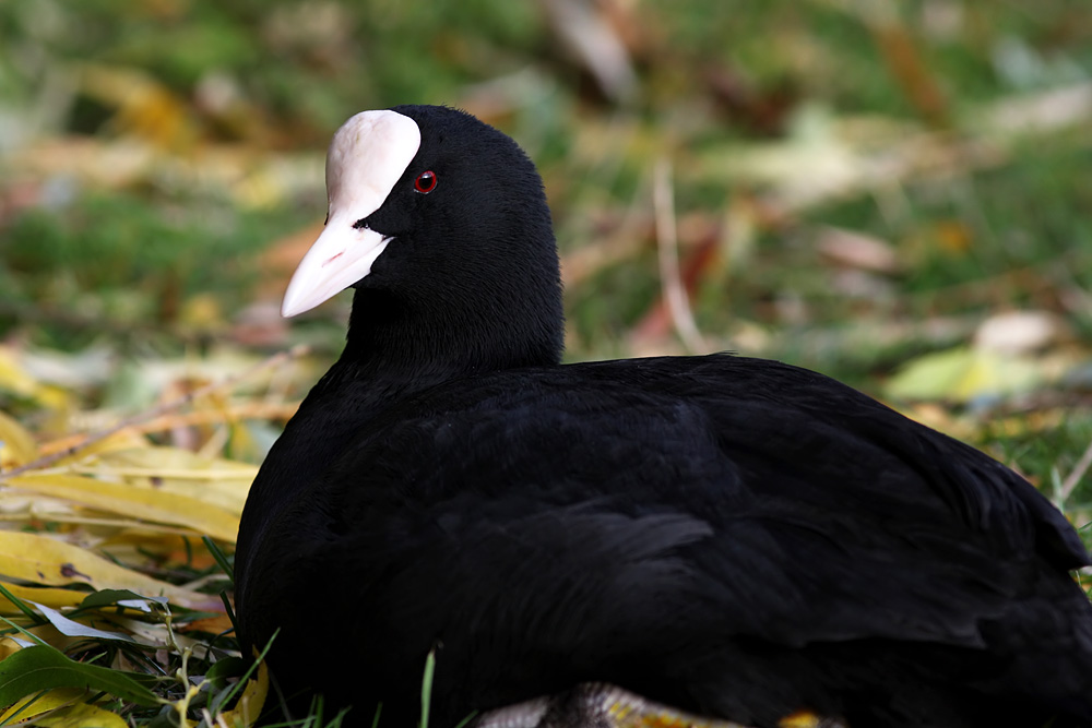 coot_0111107271.jpg