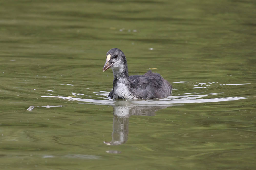 coot_0707091694.jpg