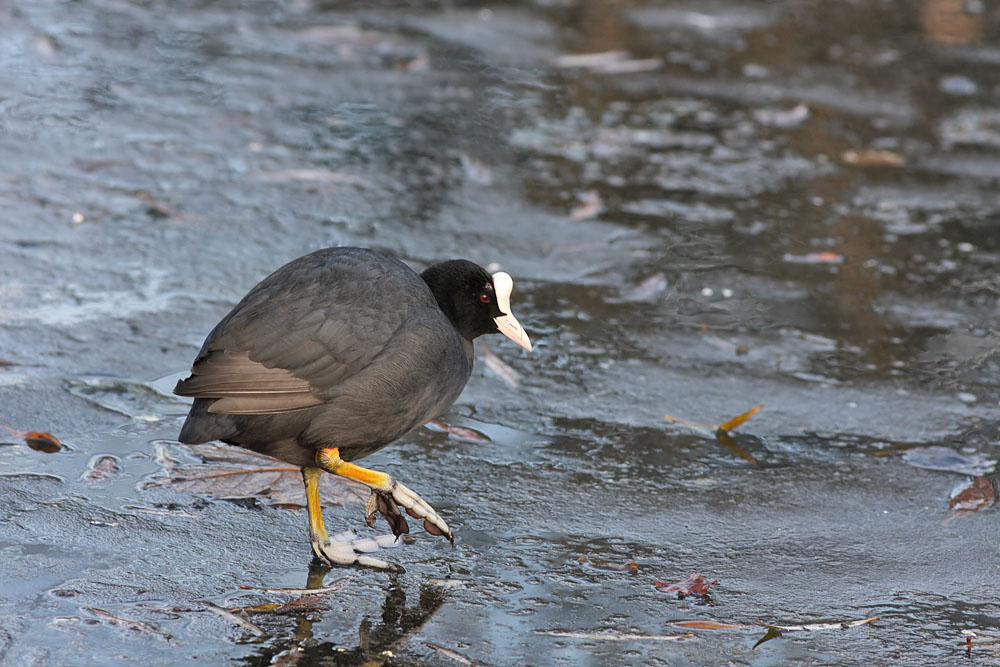 coot_1312103561.jpg