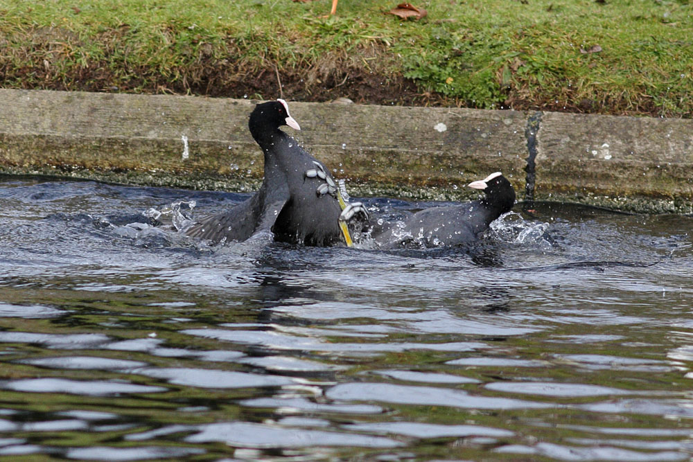 coots_0401115354.jpg