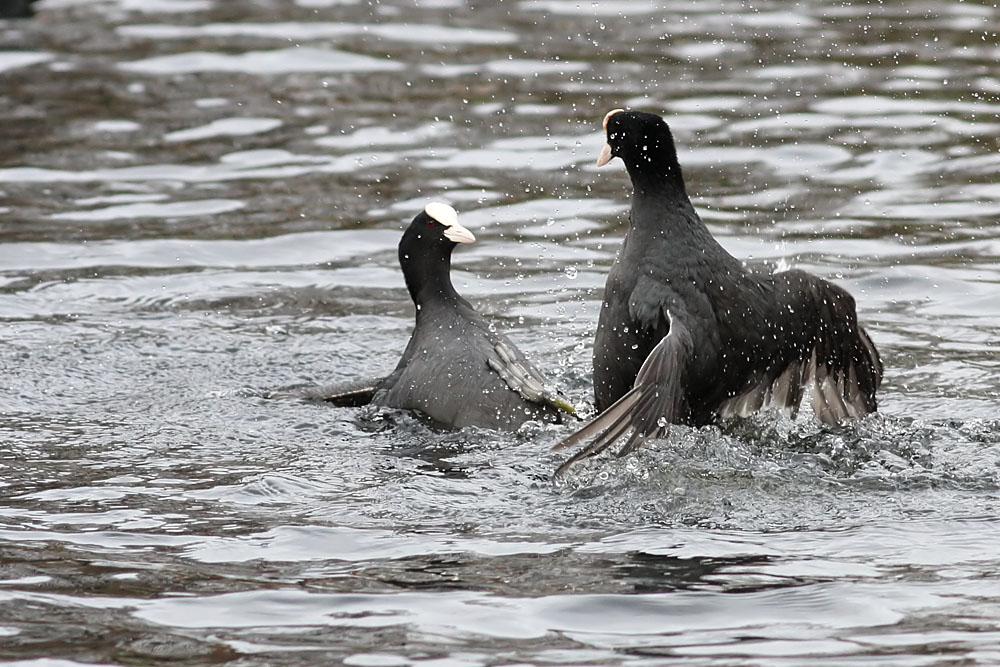 coots_0501115646.jpg