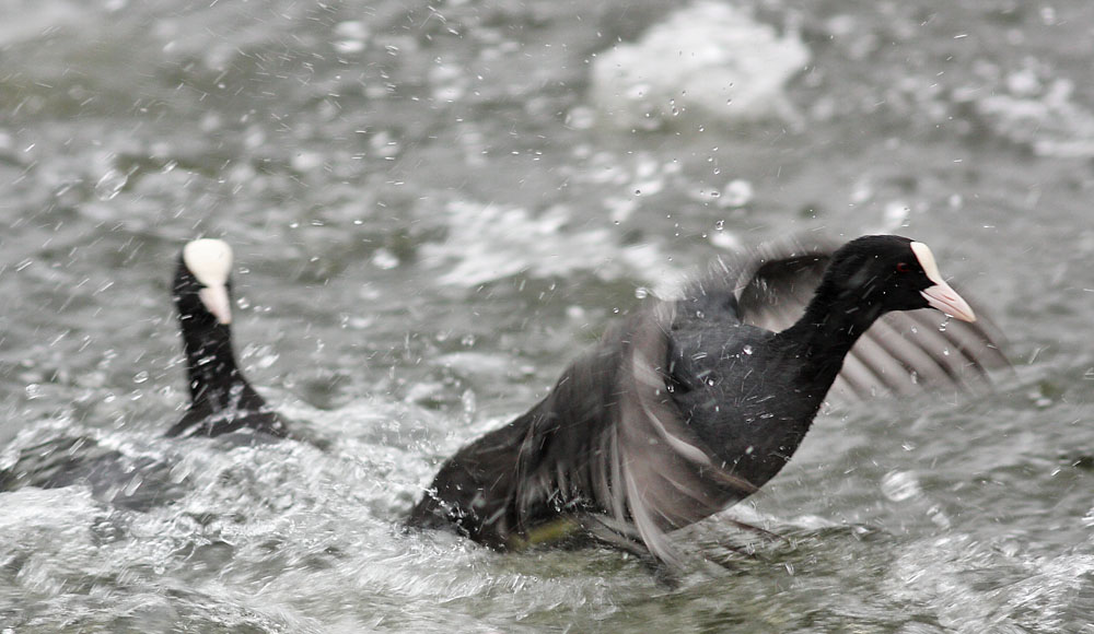 coots_1401117661.jpg