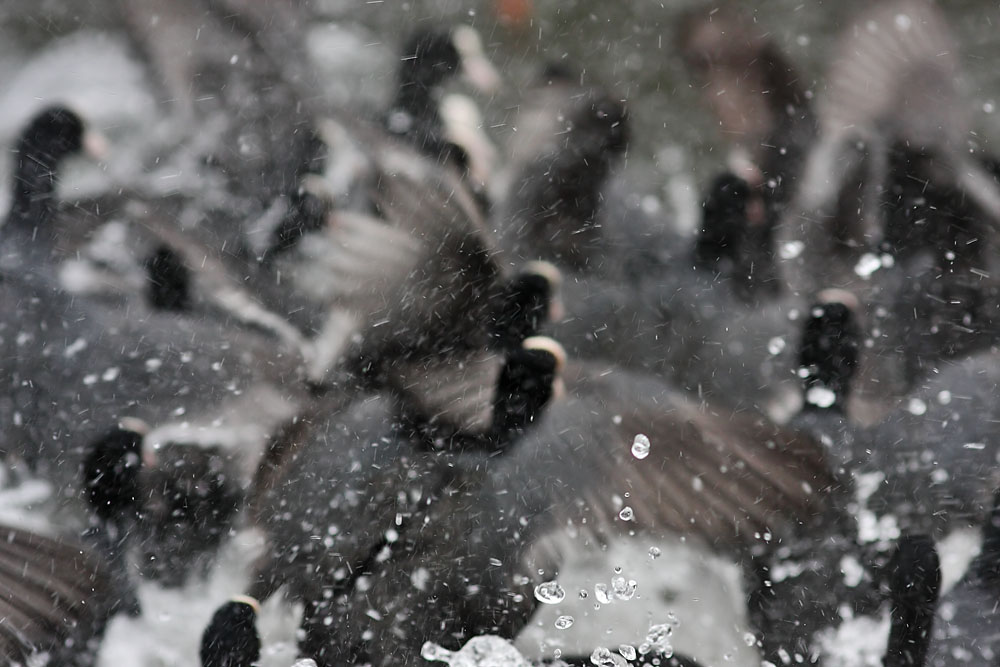 coots_1401117670.jpg