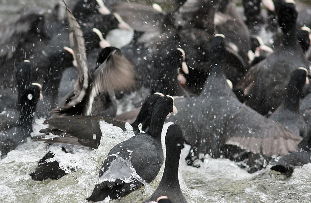 coots_1401117675.jpg