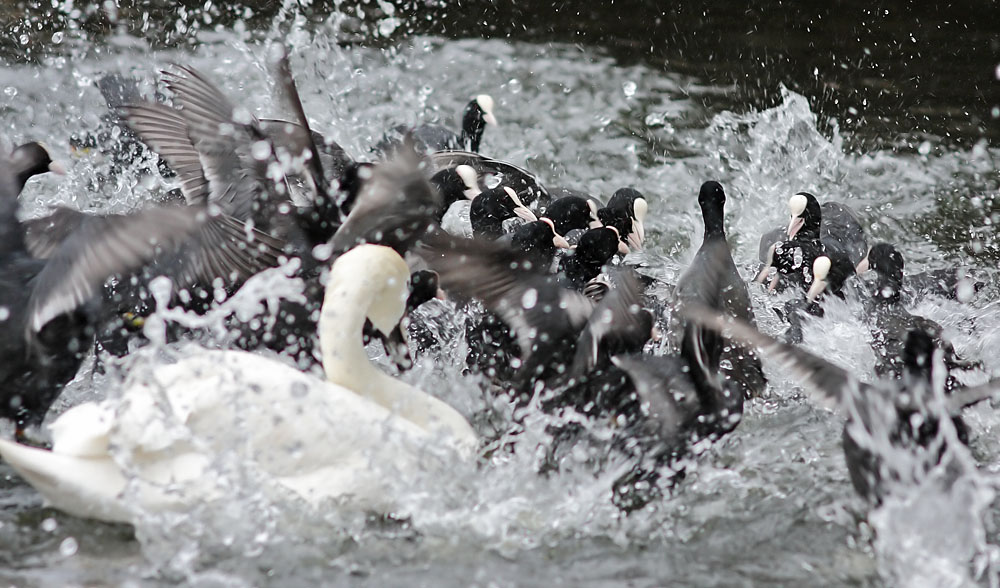 coots_1401117700.jpg