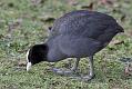 coot_0401115306