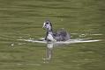 coot_0707091694