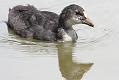 coot_0707091703